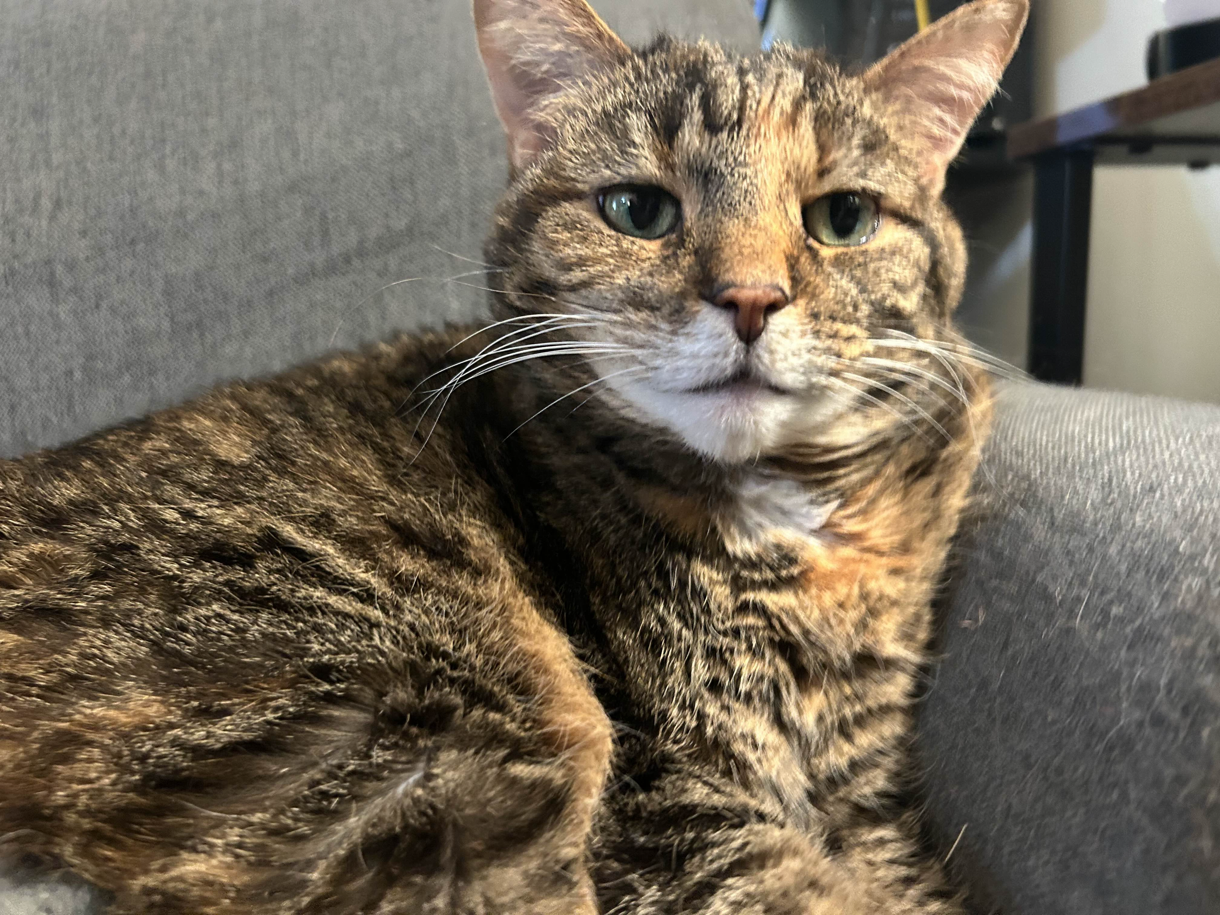 Image of Cupcake laying on the couch. She is in an odd shape, laying almost in the shape of a D. She is making an unknowable expression looking just past the camera. As if she is recalling something traumatic.